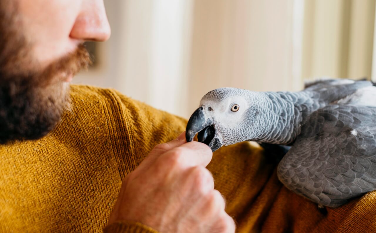 Choroby papug – kompleksowy przewodnik dla opiekunów egzotycznych ptaków