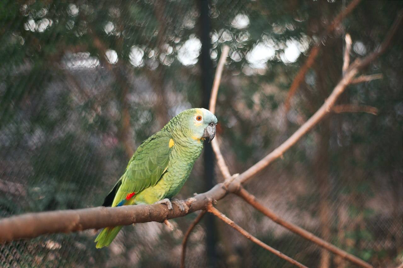 Papuga Amazonka - zielone skrzydła tropikalnej dżungli