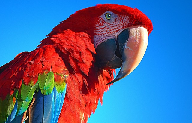 Papuga Ara – fascynujący świat i tajemnice tęczy na skrzydłach