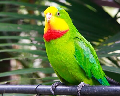 Papuga Barabanda – kolorowy król australijskich lasów