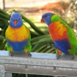 Papuga Barwinka – tajemnice życia papugi o tysiącu kolorów