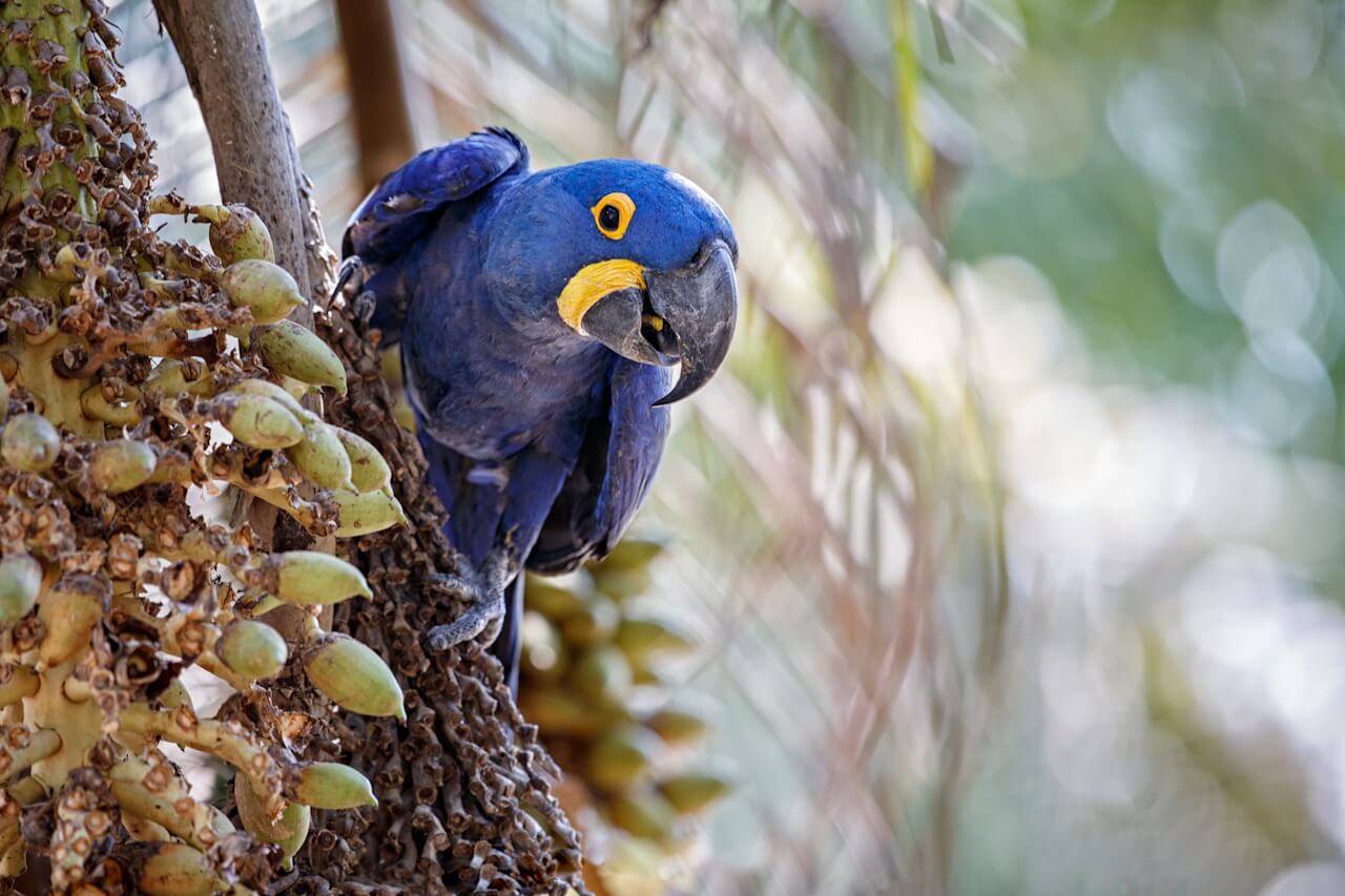 Papuga Hiacyntowa – niezwykłe życie tropikalnej arystokracji skrzydlatej
