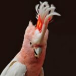 Papuga Kakadu – skrzydlaty klejnot Australii i jego fascynujące tajemnice