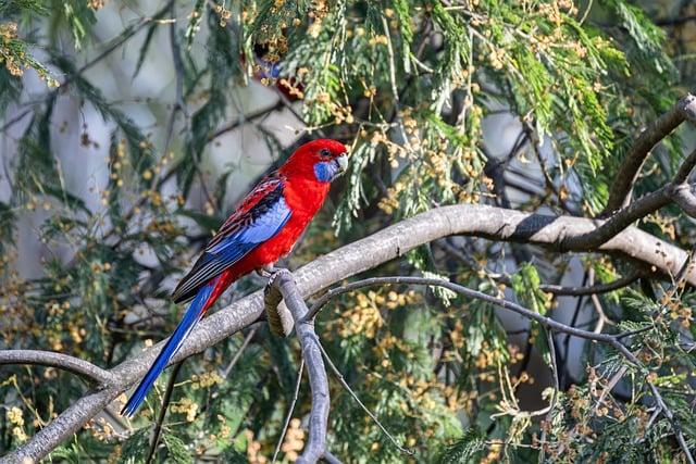 Papuga Rozella - tajemnice kolorowego świata ptaków Australii