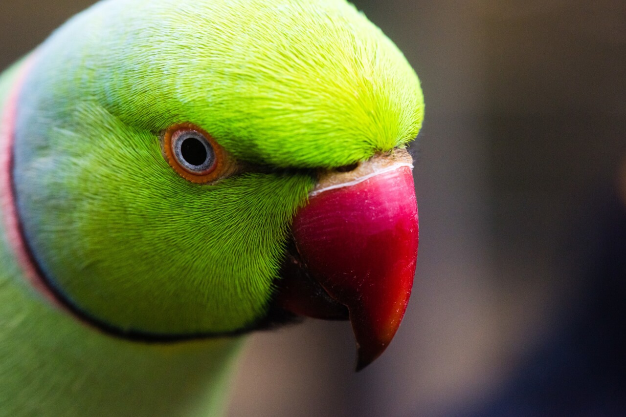 Papuga Szkarłatka – odkrywamy sekrety egzotycznego piękna