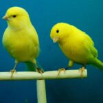 Hodowla kanarków – melodie i tajemnice domowej hodowli ptaków śpiewających