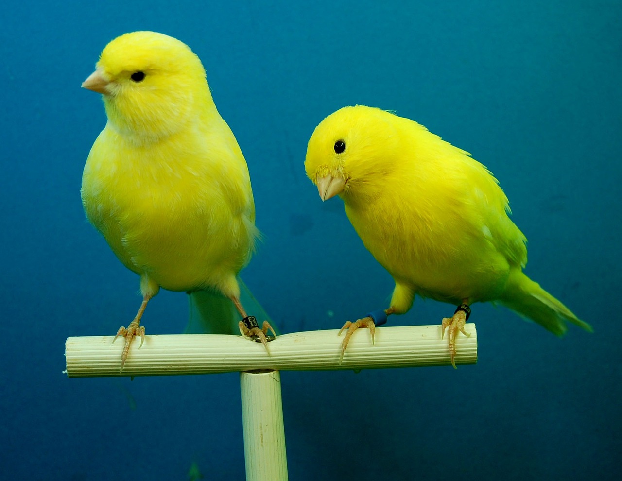 Hodowla kanarków – melodie i tajemnice domowej hodowli ptaków śpiewających