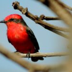 Kanarki czerwone w szkarłacie – tajemnica czerwonych piór w świecie ptasich melomanów
