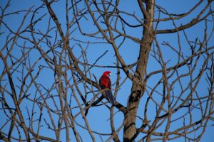 Papuga czerwonoskrzydła - ptasi klejnot tropików i jego zagrożony świat