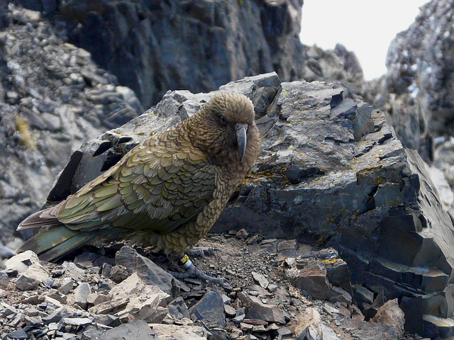 Papuga Górska, czyli skarby Andów - odkryj tajemniczy świat papug górskich