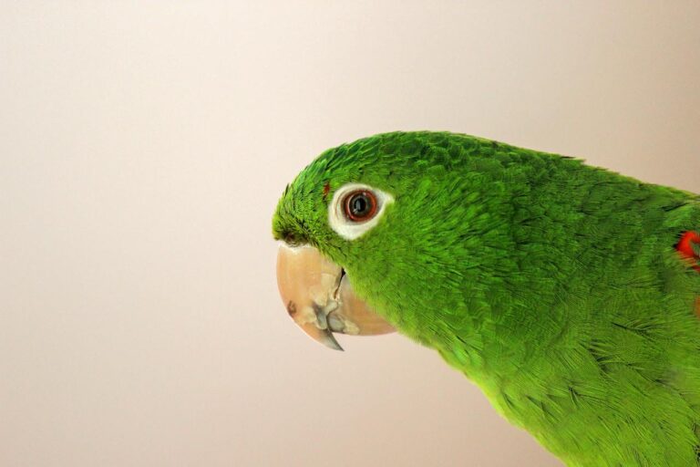 Papuga Katarzynka – wielobarwny klejnot tropikalnych lasów i serc domowych