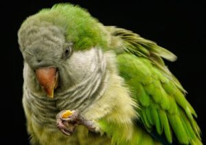 Papuga Mnicha - odkrywanie tajemnic gadatliwego skrzydlatego mnicha natury