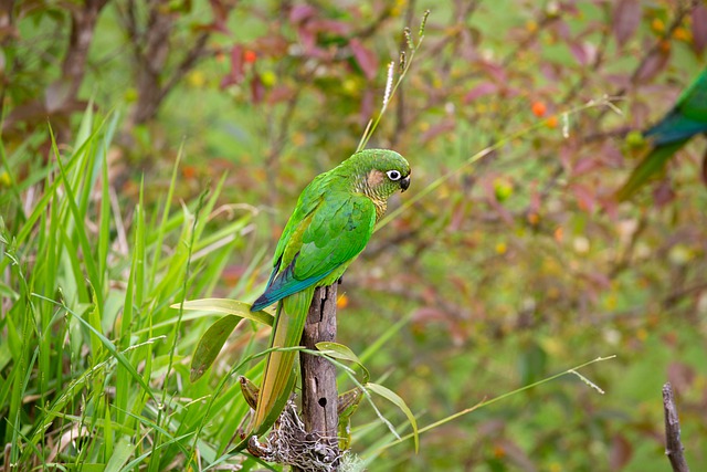 Papuga Piona – barwne życie tajemniczego arystokraty niebios