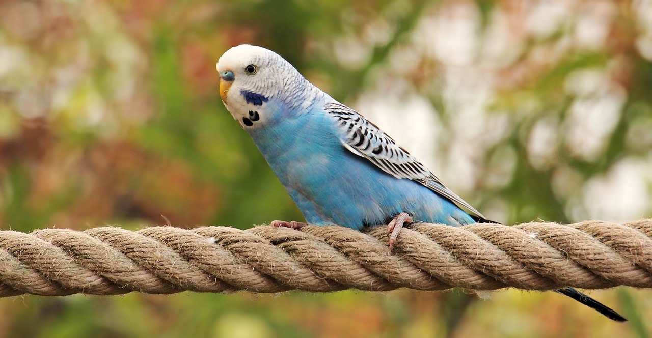 Śpiew papug falistych - odkrywając tajemniczy śpiew papug
