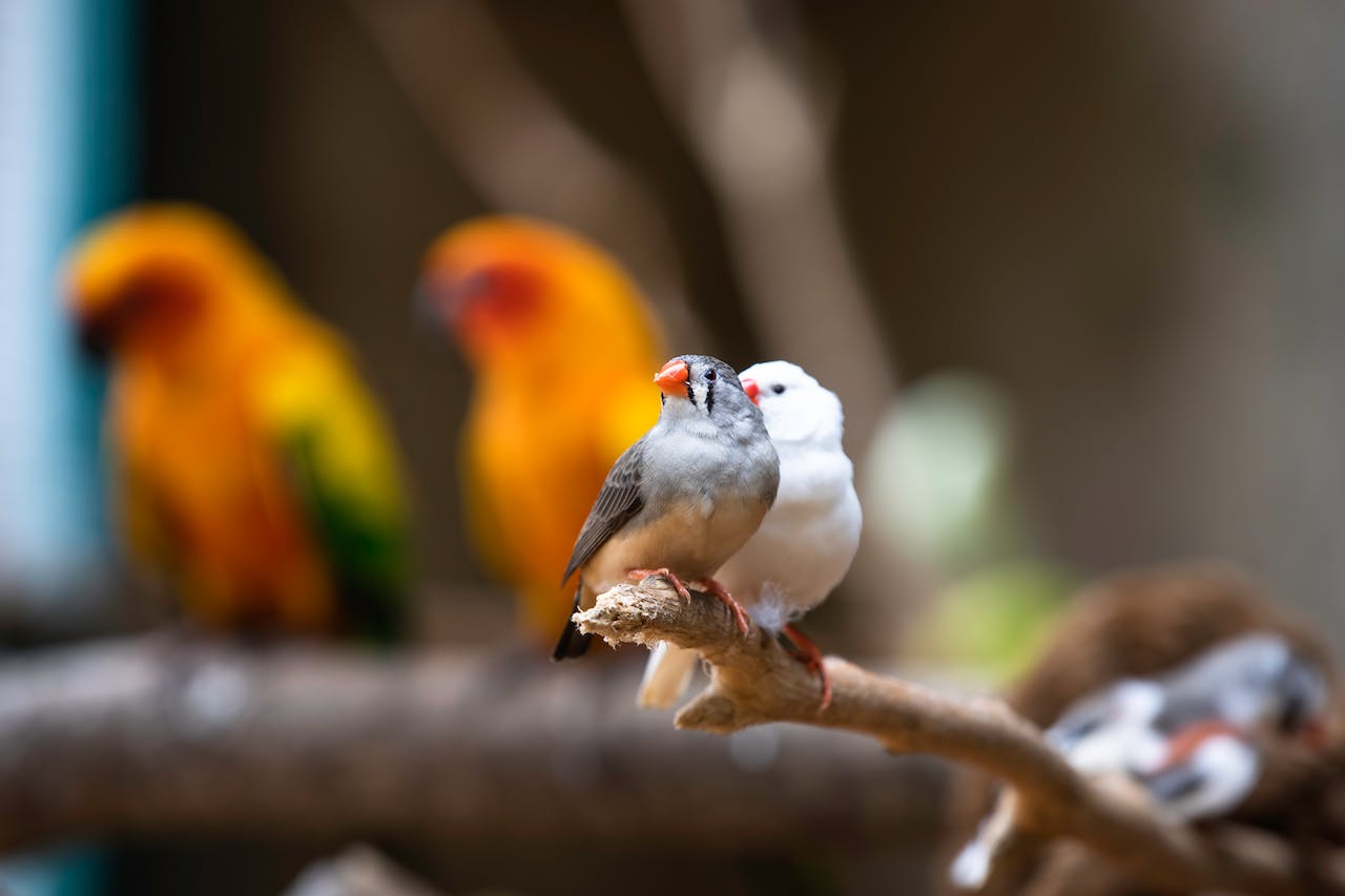 Zeberki - idealne ptaki dla początkujących hodowców