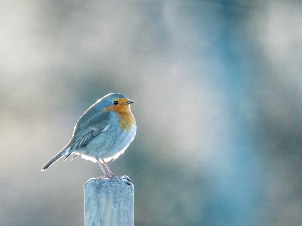Kanarek Niebieski – jak zapewnić idealne warunki dla tego niebieskiego ptaka