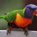 Papuga Zielona – tajniki zdrowia, żywienia i zachowania