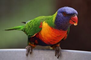 Papuga Zielona – tajniki zdrowia, żywienia i zachowania