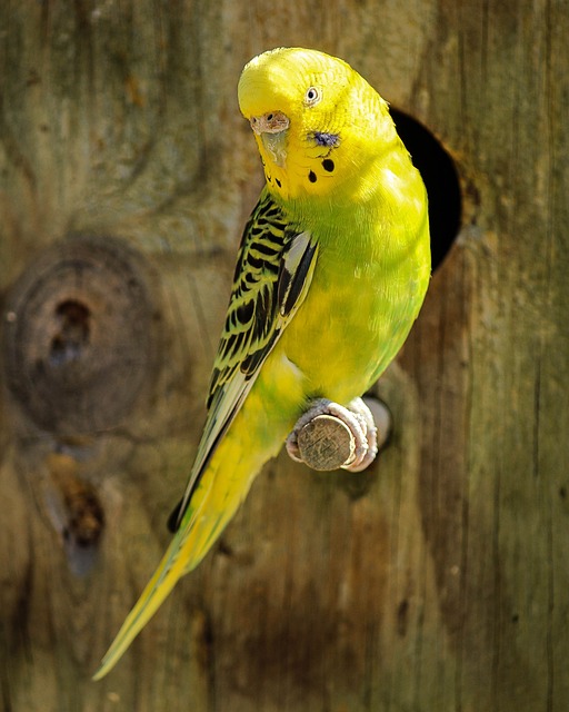 Woskówka u papugi falistej – jak rozpoznać i leczyć najczęstsze problemy?