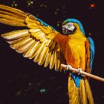 10 niezbędnych akcesoriów każdej papugi, które znajdziesz na Parrot Planet
